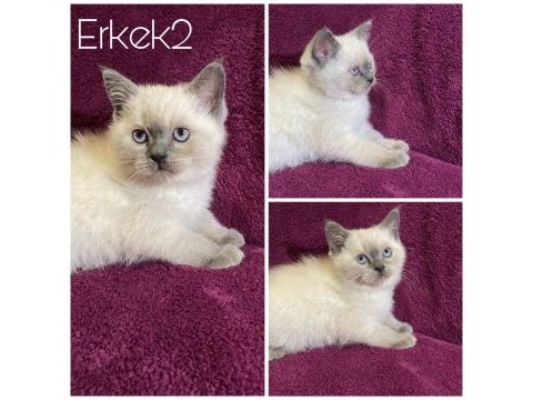British shorthair kedide zirve