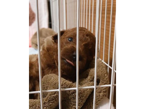 Toy poodle cinsi yavrumuz