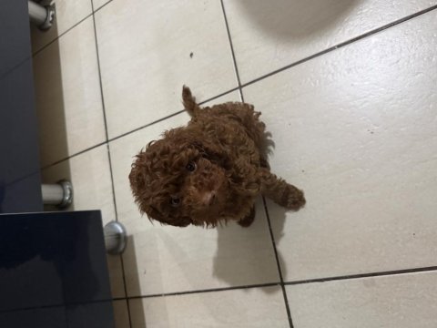 Irk onaylı dark brown toy poodle