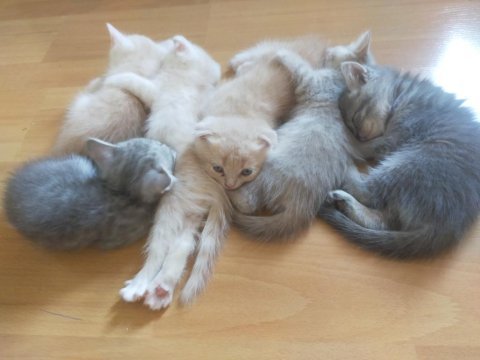 Scottish fold yavrular