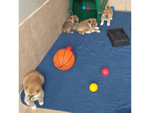 Japon akita inu yavrular