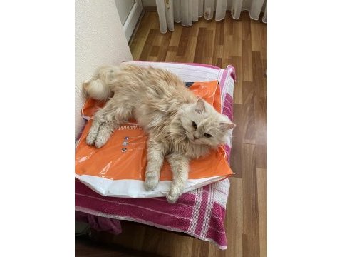 2 yaşında kısır çipli erkek chinchilla