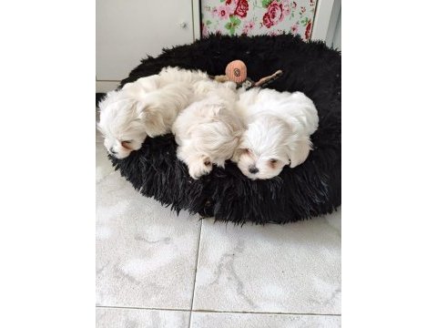 Maltese terrier yavrularımız canlı görerek alabilirsiniz