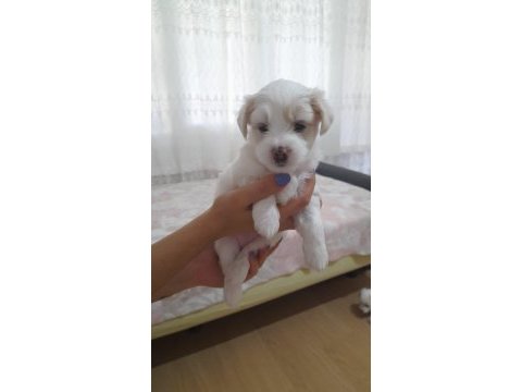 2 adet dişi maltese yavrumuz