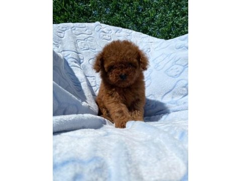 Teacup toy poodle