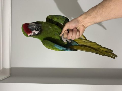Military macaw papağanı