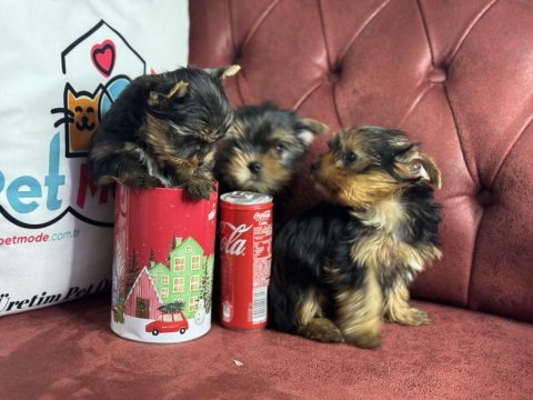 Petmode köpek çiftliğinden tea cup yorkshire terrier