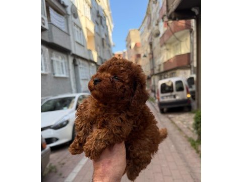 Kore poodle red brown