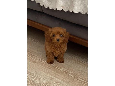 Toy poodle yavruları