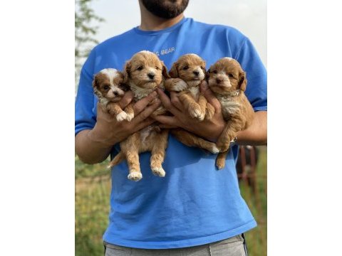 Maltipoo bebeklerim