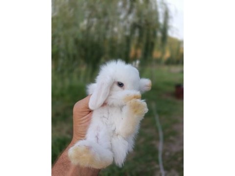 Safkan hollanda lop tavşanı yavruları