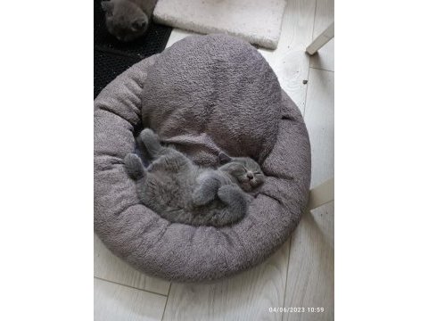 British shorthair 2 dişi ve 1 erkek yavru