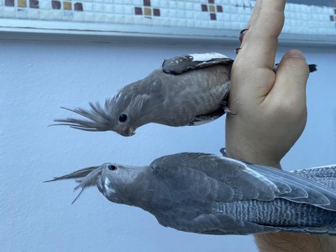 Wf bebek sultan papağanlar