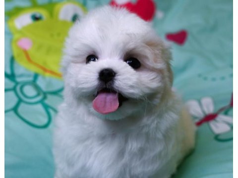 Korea maltese yavrularımız