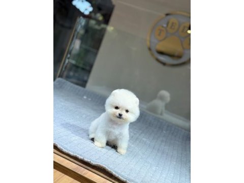 Sağlık ve ırk garantili pomeranian