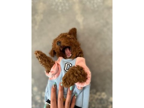 Erkek yavru poodle