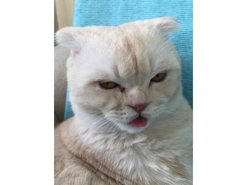 Susam tanesi scottish fold erkek