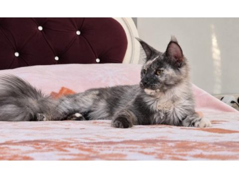 Safkan şecereli dişi maine coon