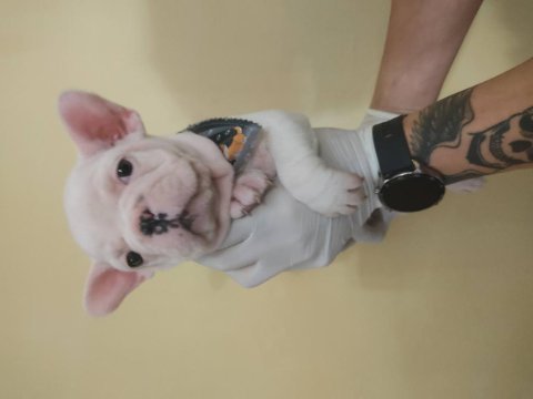 Lekesiz beyaz french bulldog