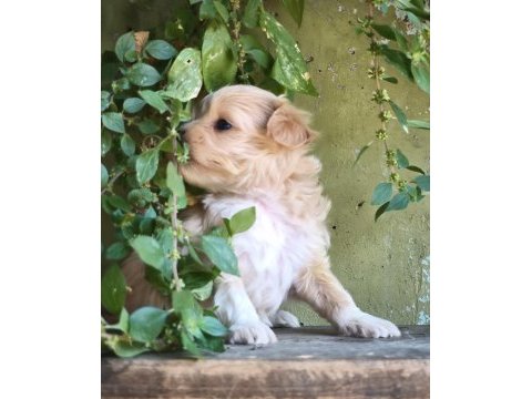Maltipoo bebekler