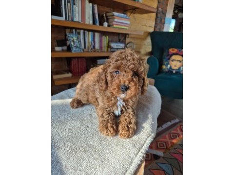Safkan toy poodle yavrumuz