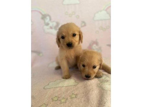Türünün tek örneği baby golden retriever orjinal