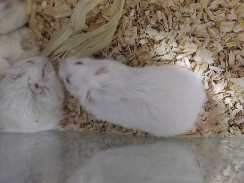 Sahibinden hamsterler