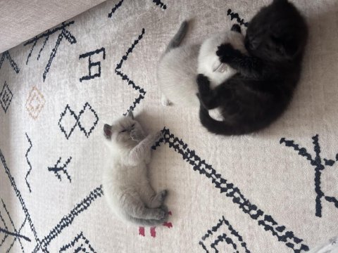 Scottish fold yavrularımız yeni yuva arıyor!