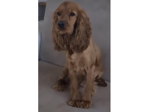Yetişkin cocker sağlıklı orjinal full aşılı