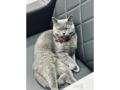 Uysal british shorthair