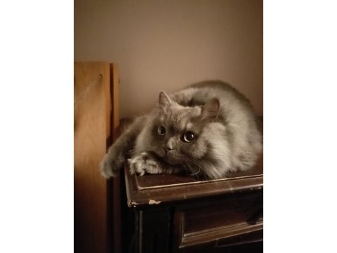 1.5 yaşında british longhair