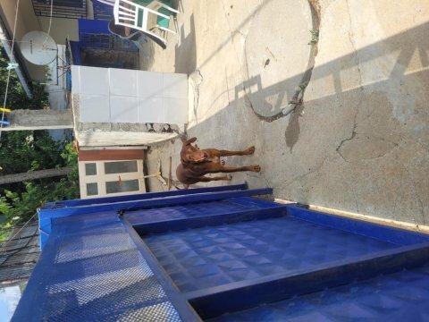 Doberman kızımı sahiplendiriyorum