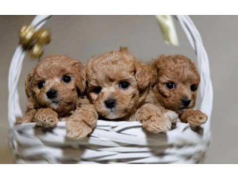Tüy dökmeyen yavru maltipoo köpekler