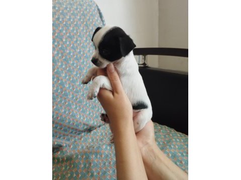 50 günlük elma kafa chihuahua