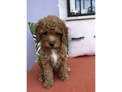 Dişi red poodle yavrumuz