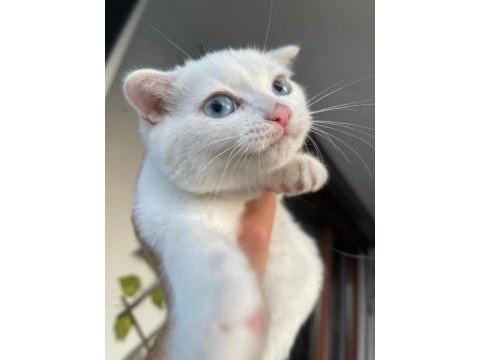 Beyaz mavi gözlü scottish fold kedimi sahiplendiriyorum