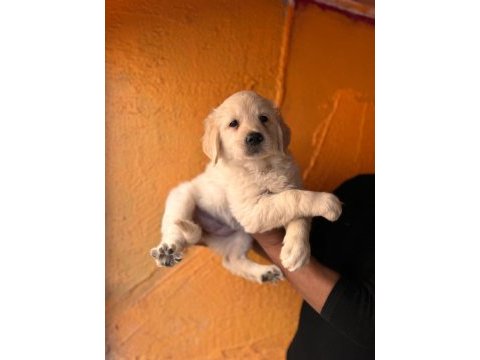 Mükemmel kalitede golden retriever bebekler için acele edin