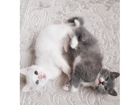 Oyuncu british shorthair kardeşler
