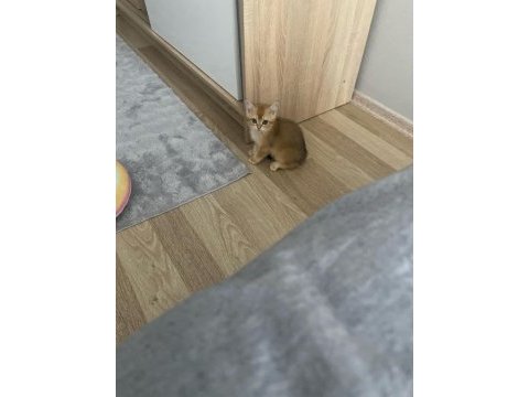 British shorthair yavrumuz için ulaşın