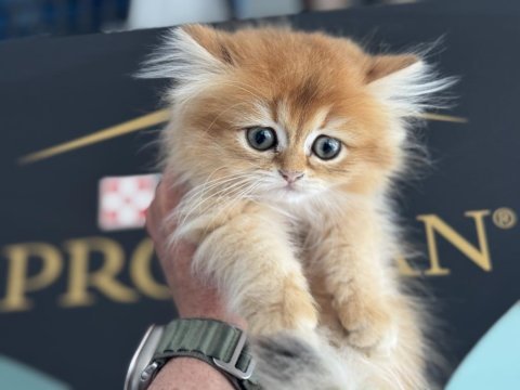 Yasal çiftlikden ziyarete açık golden longhair british