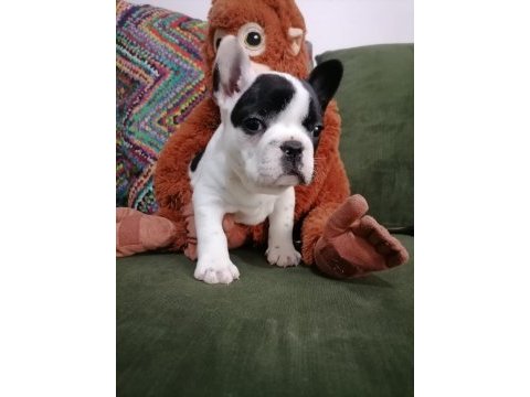Anatomi harikası french bulldog bebekler