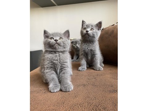 Tam orjinal british shorthair