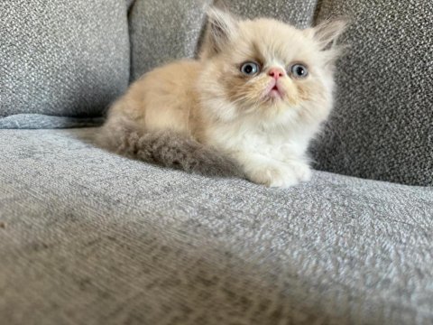 Pamuk iran kedisi bebeklerim