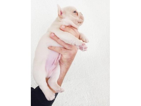 Aşılı karneli ırk garantili fransız bulldog