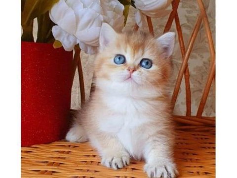Dünya harikası golden ny12 british shorthair 
