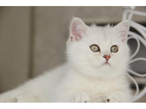 Show kalitede british shorthair bebekler