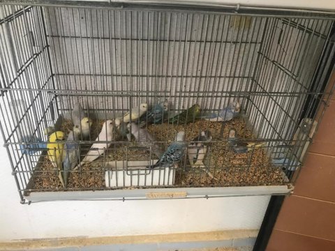 Her türlü muhabbet kuşu yavru yetişkin