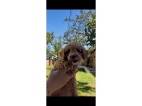 Safkan teacup poodle