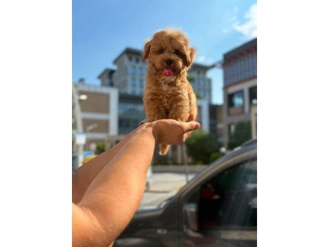 Yavru maltipoo bebeklerimiz
