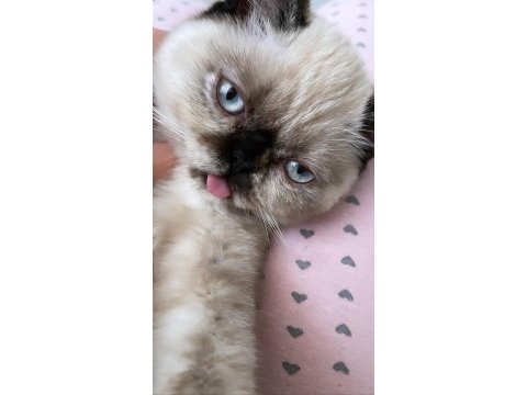 Sütlaç yuva arıyor british shorthair
